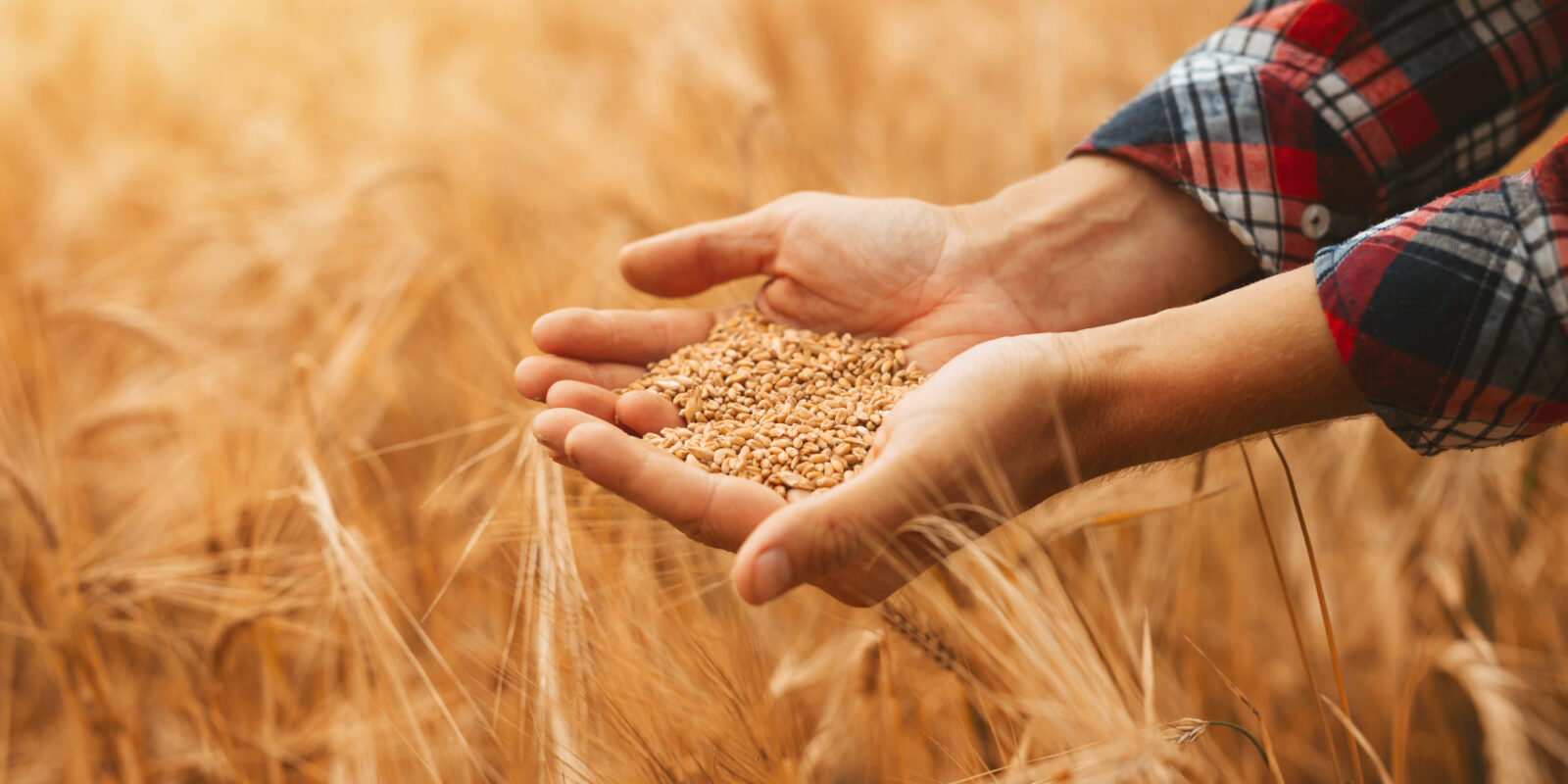 Handful of wheat grain on a wheat field.